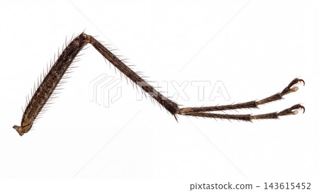 Close-up of a single detached mosquito leg with visible joint and sensory hairs arthropod culicidae entomology specimen microscopic structure bristles isolated background lighting 143615452