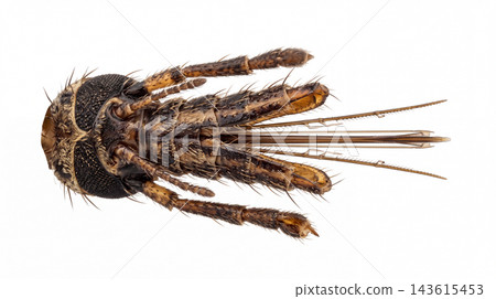High magnification view of a mosquito head showing compound eyes and mouth anatomy with proboscis mouthparts arthropod culicidae entomology specimen microscopic structure High magnification view of a mosquito head showing compound eyes and mouth anatomy with proboscis mouthparts arthropod culicidae entomology specimen microscopic structure 143615453