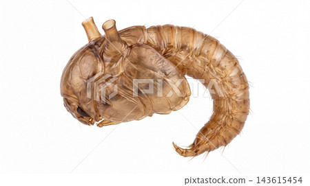 Macro shot of a mosquito pupa isolated on white background with development entomology specimen metamorphosis scientific research wildlife segmentation laboratory transformation Macro shot of a mosquito pupa isolated on white background with development entomology specimen metamorphosis scientific research wildlife segmentation laboratory transformation 143615454