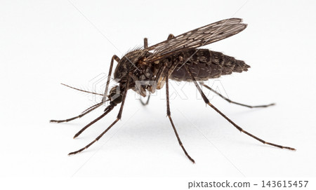 Adult mosquito resting on a white studio surface with arthropod entomology wildlife proboscis research specimen morphology close-up background isolated photography microscopic Adult mosquito resting on a white studio surface with arthropod entomology wildlife proboscis research specimen morphology close-up background isolated photography microscopic 143615457