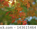 Vividly colored autumn leaves at a temple: Hondoji Temple, Matsudo, Chiba. Vividly colored autumn leaves at a temple: Hondoji Temple, Matsudo, Chiba. 143615464