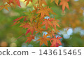 Vividly colored autumn leaves at a temple: Hondoji Temple, Matsudo, Chiba. Vividly colored autumn leaves at a temple: Hondoji Temple, Matsudo, Chiba. 143615465