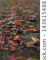 Autumn natural scenery: Colorful autumn leaves and fallen maple leaves scattered throughout the temple grounds. Autumn natural scenery: Colorful autumn leaves and fallen maple leaves scattered throughout the temple grounds. 143615488