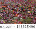 Autumn natural scenery: Colorful autumn leaves and fallen maple leaves scattered throughout the temple grounds. Autumn natural scenery: Colorful autumn leaves and fallen maple leaves scattered throughout the temple grounds. 143615490