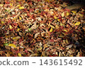 Autumn natural scenery: Colorful autumn leaves and fallen maple leaves scattered throughout the temple grounds. Autumn natural scenery: Colorful autumn leaves and fallen maple leaves scattered throughout the temple grounds. 143615492