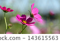 Autumn natural scenery: Pink cosmos flowers blooming along the Arakawa River embankment, Hirai, Edogawa Ward, Tokyo Autumn natural scenery: Pink cosmos flowers blooming along the Arakawa River embankment, Hirai, Edogawa Ward, Tokyo 143615563