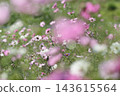 Autumn natural scenery: Pink and white cosmos flowers blooming along the Arakawa River embankment, Hirai, Edogawa Ward, Tokyo. Autumn natural scenery: Pink and white cosmos flowers blooming along the Arakawa River embankment, Hirai, Edogawa Ward, Tokyo. 143615564