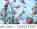 Autumn natural scenery: Pink and white cosmos flowers blooming along the Arakawa River embankment, Hirai, Edogawa Ward, Tokyo. Autumn natural scenery: Pink and white cosmos flowers blooming along the Arakawa River embankment, Hirai, Edogawa Ward, Tokyo. 143615565