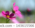 Autumn natural scenery: Pink cosmos flowers blooming along the Arakawa River embankment, Hirai, Edogawa Ward, Tokyo Autumn natural scenery: Pink cosmos flowers blooming along the Arakawa River embankment, Hirai, Edogawa Ward, Tokyo 143615566