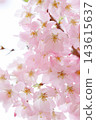 Pale pink Omoigawa cherry blossoms [White background] [Sky background] 143615637