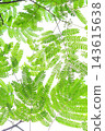 Colorful green leaves [White background] [Sky background] 143615638