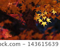 Yellow maple leaves shining in the backlight 143615639