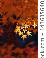 Yellow maple leaves shining in the backlight 143615640