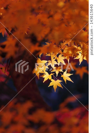 逆光下閃耀的黃色楓葉 逆光下閃耀的黃色楓葉 143615640
