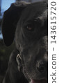 Black Pointer Pit Bull Mix Portrait 143615720