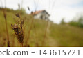 Italian Striped Shield Bug with Rural Houses in Loznica Serbia 143615721