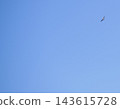 Common Buzzard Flying Across Clear Blue Sky 143615728