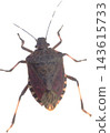 Shield Bug Transparent Insect Cutout Front View 143615733