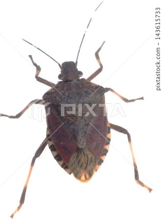 Shield Bug Transparent Insect Cutout Front View Shield Bug Transparent Insect Cutout Front View 143615733
