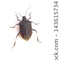 Stink Bug Resting on Bright White Wall 143615734