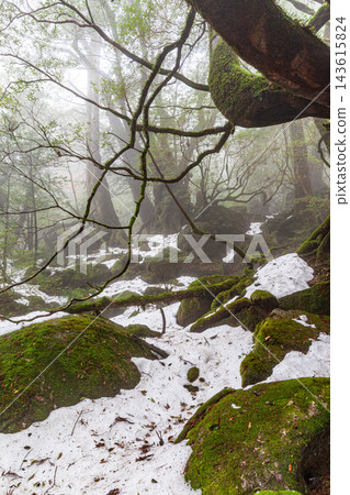 屋久島白谷雲水峽的冬天：一片長滿苔蘚的森林，據說神靈就住在那裡。 143615824