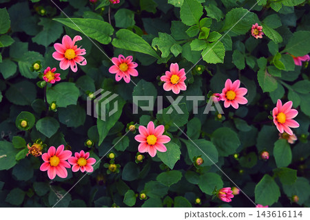 粉紅色的花朵 粉紅色的花朵 143616114