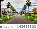road with palm trees 143616303