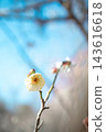 White plum blossoms and sky 143616618