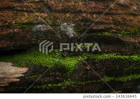 Vibrant green moss and small fern growing in stone crevice, creating a natural botanical texture background Vibrant green moss and small fern growing in stone crevice, creating a natural botanical texture background 143616645