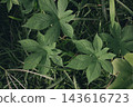 蔓延在草地上的攀緣植物：日本啤酒花 143616723