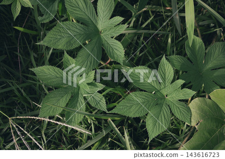 蔓延在草地上的攀緣植物：日本啤酒花 143616723