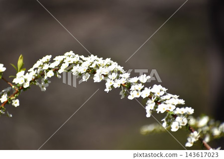 Spiraea thunbergii, with its long spikes of flowers at the ends of its branches, is particularly eye-catching. Spiraea thunbergii, with its long spikes of flowers at the ends of its branches, is particularly eye-catching. 143617023