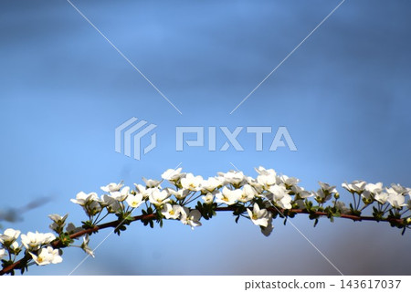 繡線菊(Spiraea thunbergii)枝條末端開著長長的穗狀花序,格外引人注目。 繡線菊(Spiraea thunbergii)枝條末端開著長長的穗狀花序,格外引人注目。 143617037