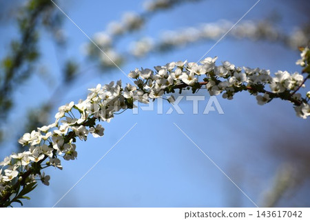 繡線菊（Spiraea thunbergii）枝條末端開著長長的穗狀花序，格外引人注目。 143617042