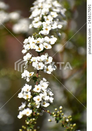 繡線菊(Spiraea thunbergii)枝條末端開著長長的穗狀花序,格外引人注目。 繡線菊(Spiraea thunbergii)枝條末端開著長長的穗狀花序,格外引人注目。 143617091