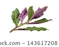 A transparent PNG image of a single Handama (Suizenji greens) plant, characterized by its green and purple leaves. 143617208