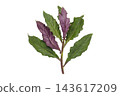 A transparent PNG image of the stem and leaves of Handama (Suizenji greens) taken from directly above. 143617209