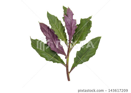 A transparent PNG image of the stem and leaves of Handama (Suizenji greens) taken from directly above. A transparent PNG image of the stem and leaves of Handama (Suizenji greens) taken from directly above. 143617209