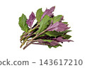 A transparent PNG image of a bunch of Handama (Suizenji greens) with beautiful green and purple leaves. 143617210
