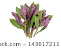 A transparent PNG image of a bunch of Handama (Suizenji greens) viewed from directly above. 143617211