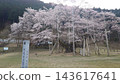 樹齡1500年的臼住櫻樹 143617641