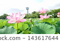 盛開的古老蓮花 143617644