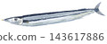 A watercolor painting of a Pacific saury. 143617886