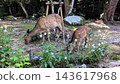 A mother deer and her fawn resting in the shade. 143617968