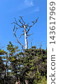 Dead trees against the blue sky 143617969