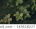 攀緣植物蔓延在草地上 143618227