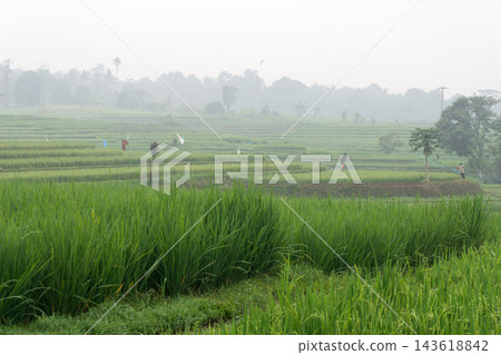 An aerial view of the Indonesian landscape in the morning, shrouded in smoke from burning forests and rice fields An aerial view of the Indonesian landscape in the morning, shrouded in smoke from burning forests and rice fields 143618842