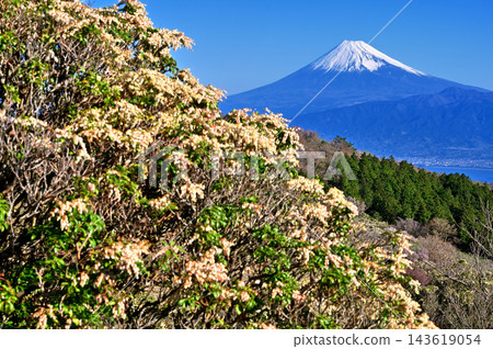 從金冠山眺望富士山,沿著伊豆半島的伊豆山脊步道,可以看到盛開的日本仙人掌花。 從金冠山眺望富士山,沿著伊豆半島的伊豆山脊步道,可以看到盛開的日本仙人掌花。 143619054