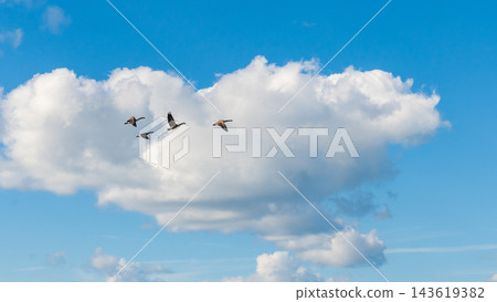 Four Canadian geese flying against a bright blue sky with large white clouds in a peaceful open air scene 143619382