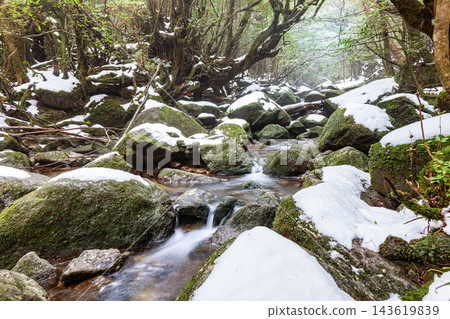 屋久島白谷雲水峽的冬天：極寒峽谷 143619839